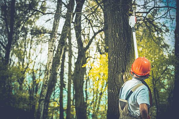 How Our Tree Care Process Works  in  Holualoa, HI